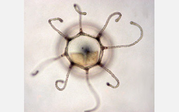 Hydrozoan species <em>Turritopsis dohrnii</em> medusa, or jellyfish